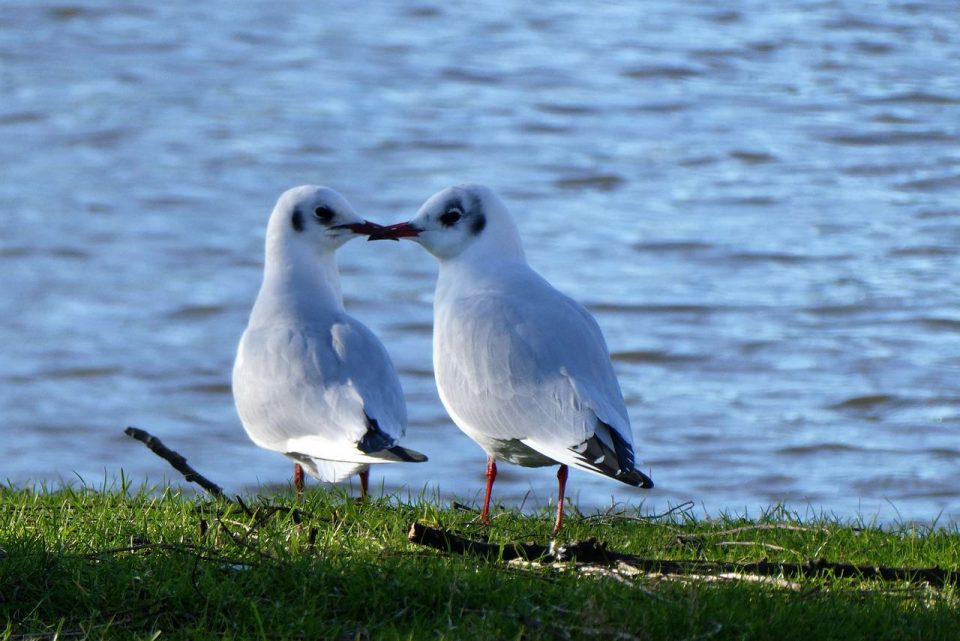 Kleine Möwen, Vögel, Tiere, Möwen, Strände, Wildtiere, Schnabel, Federn, Kuss
