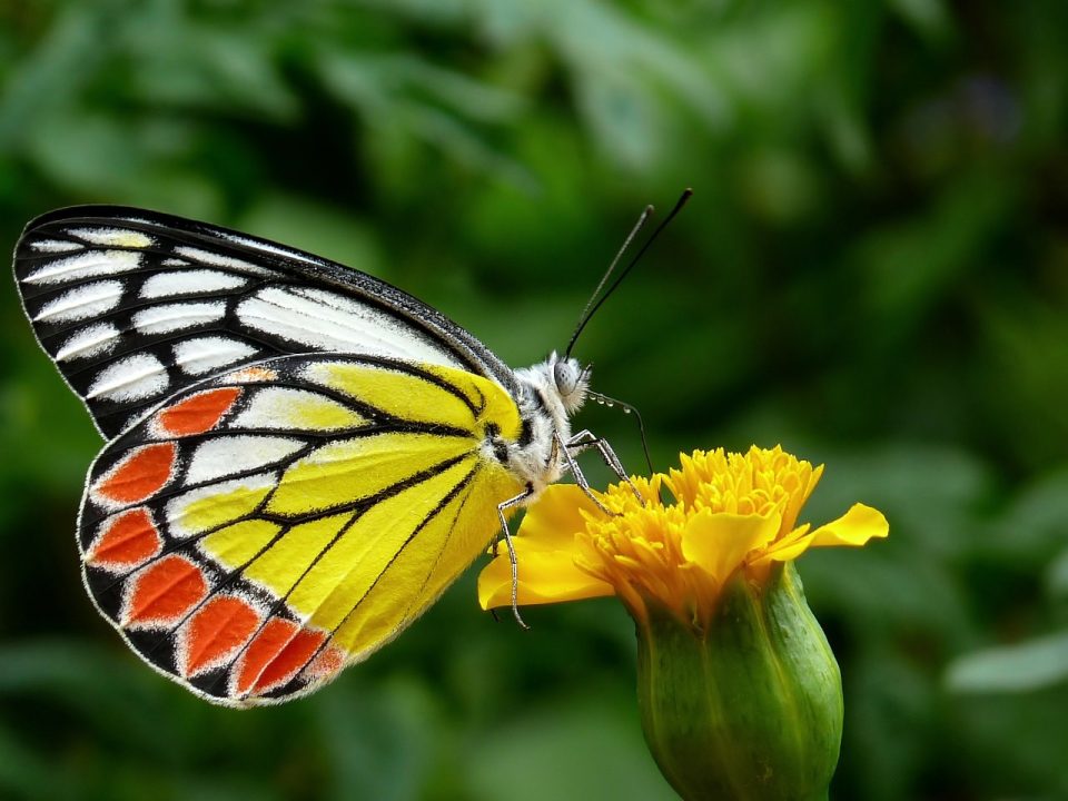 蝶 共通イゼベル 花 受粉する 受粉 カザリシロチョウ 翼 蝶の羽 翼のある昆虫 虫