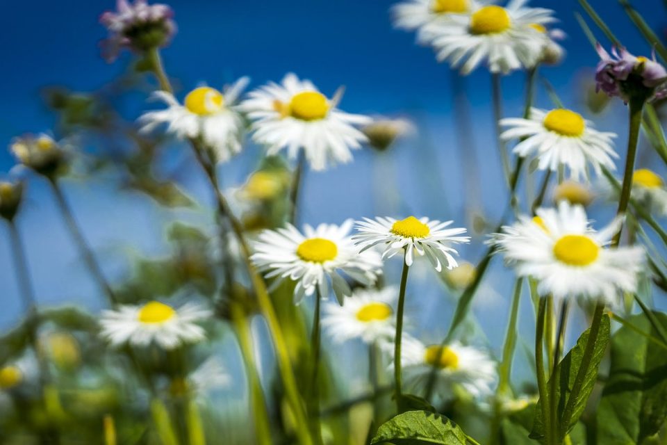 Весна Поле Маргаритка Природа Красочный Цветы