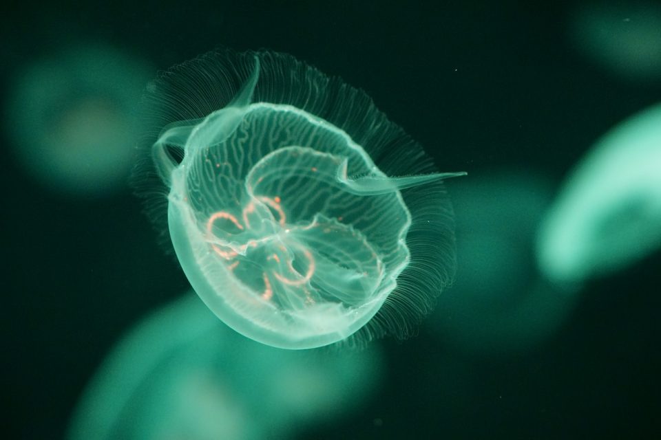 Medusa Sott'acqua Mare Acquario Marino Animale