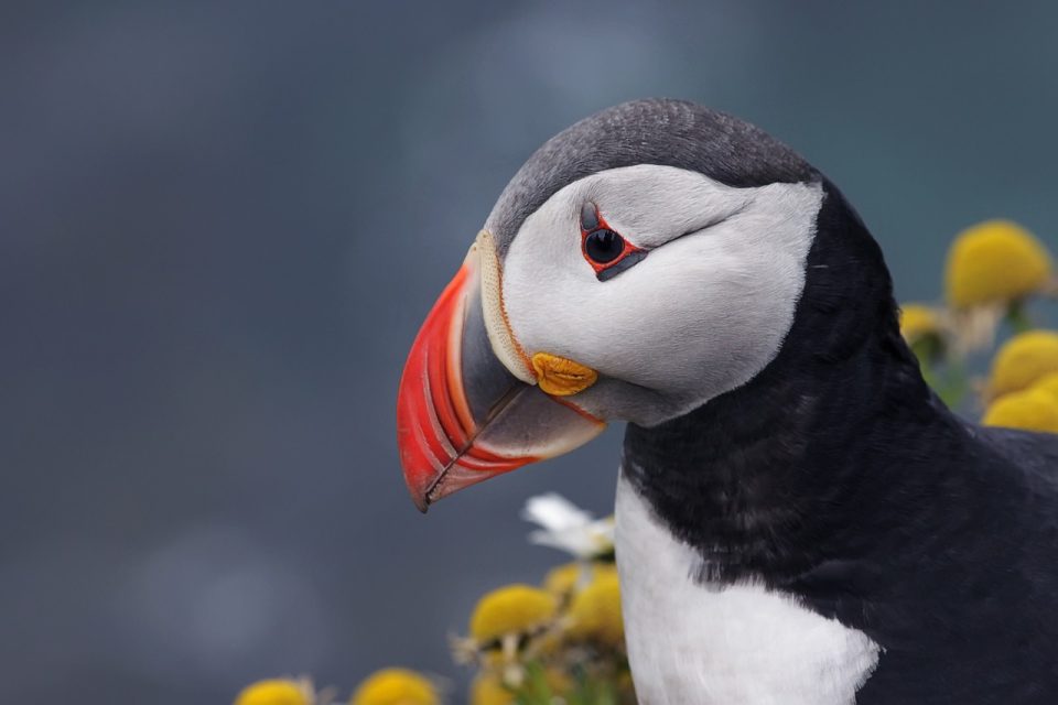 Papagaio Pássaro Animal Animais Selvagens Fauna