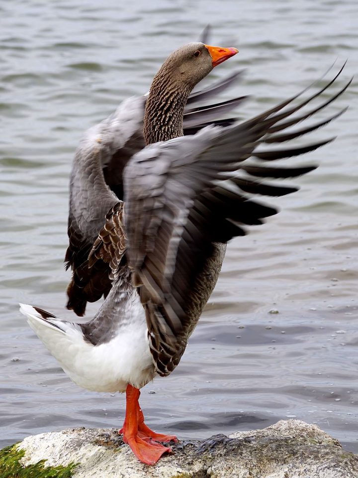 patë e egër, zog, krahë, patë, shpend uji, shpendë, natyrë, kafshë, pendë, faturë, palcë, bota e kafshëve