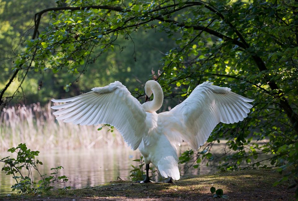 Cisne Branco Pássaro Asas Penas Plumagem Ave