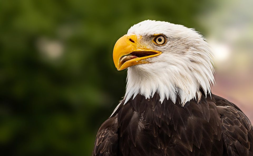 Pygargue À Tête Blanche Adler Oiseau Aigle Rapace