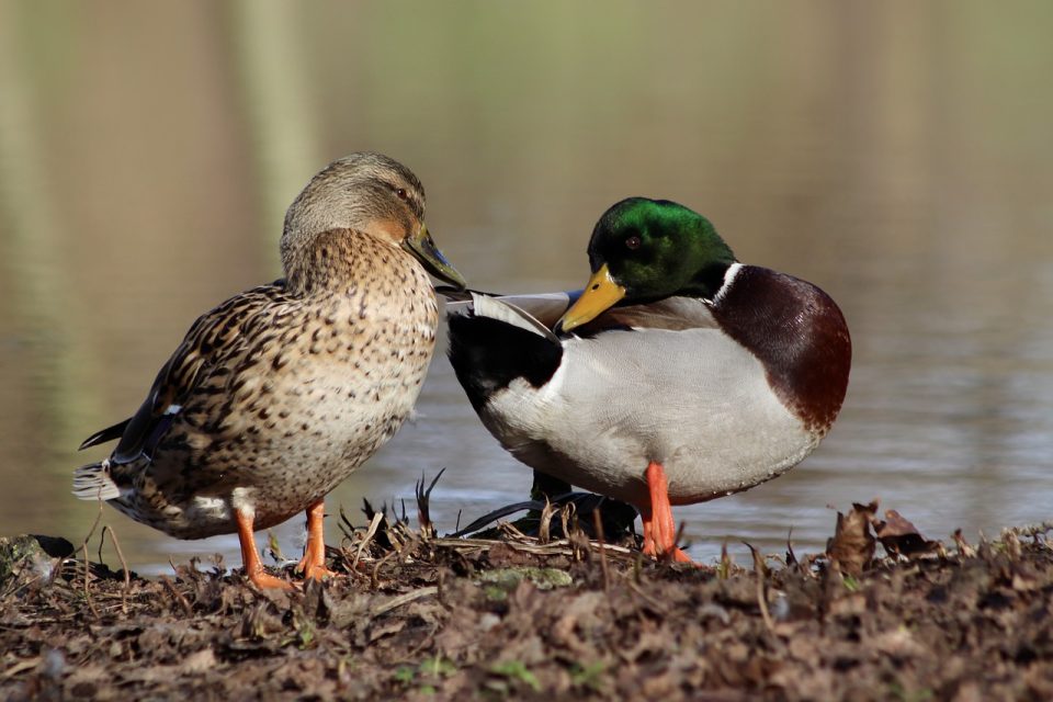 Ànec collverd, drac, parella d'ànecs, aus aquàtiques, ànecs,ocells, ornitologia, fauna, animals, estany