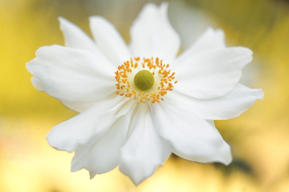 Anemone Blume Weiße Blume Blütenblätter