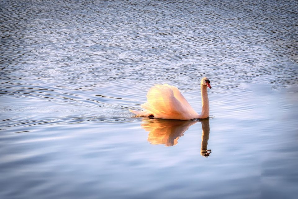 alarch, aderyn, anifail, alarch gwyn, adar dŵr, aderyn dŵr, plu, llyn, natur