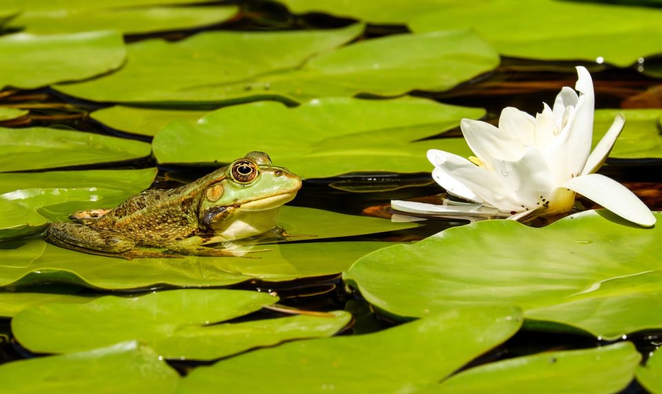 Locháin Frog Lily Pads Lotus Flower Waterlily