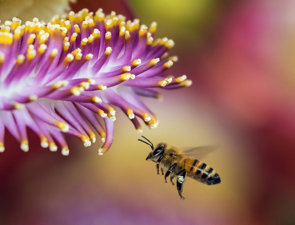 Bienenfotos, Blume und Biene, Makrofoto, Insekten, geflügeltes Insekt, fliegende Biene, Bestäuberbiene