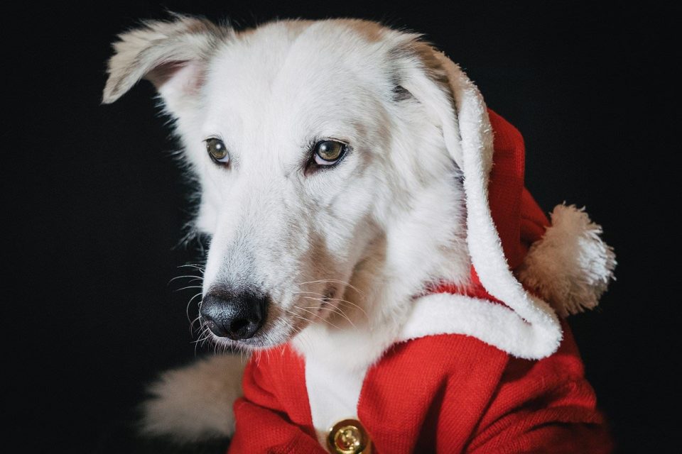 Hund Weihnachten Weihnachtsmann Hündchen Ferien