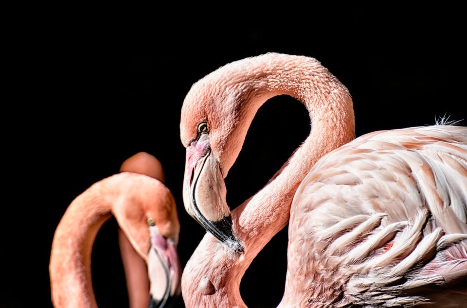 Vogel Flamingo Soort Dier Waadvogel