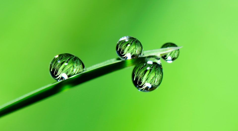 葉 飛沫 反射 草 水 滴 雨滴 露 露滴 植物 自然 緑 閉じる