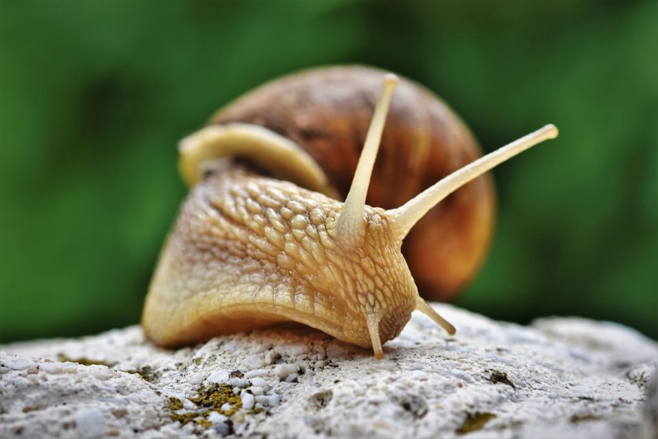 Slimák Škrupina Mäkkýš Snímač Hlien Plaziť Sa