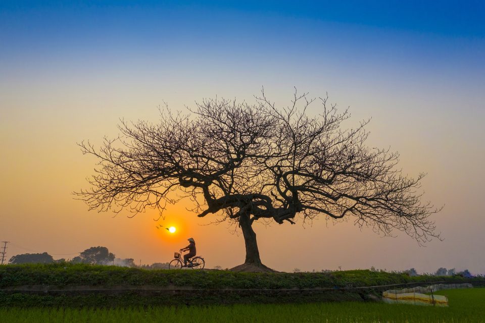 Tramonto Pomeriggio Bicicletta Solitario Albero