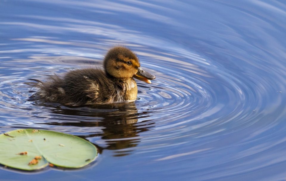 Duckling Lake Ur-hegazti Duck Finland
