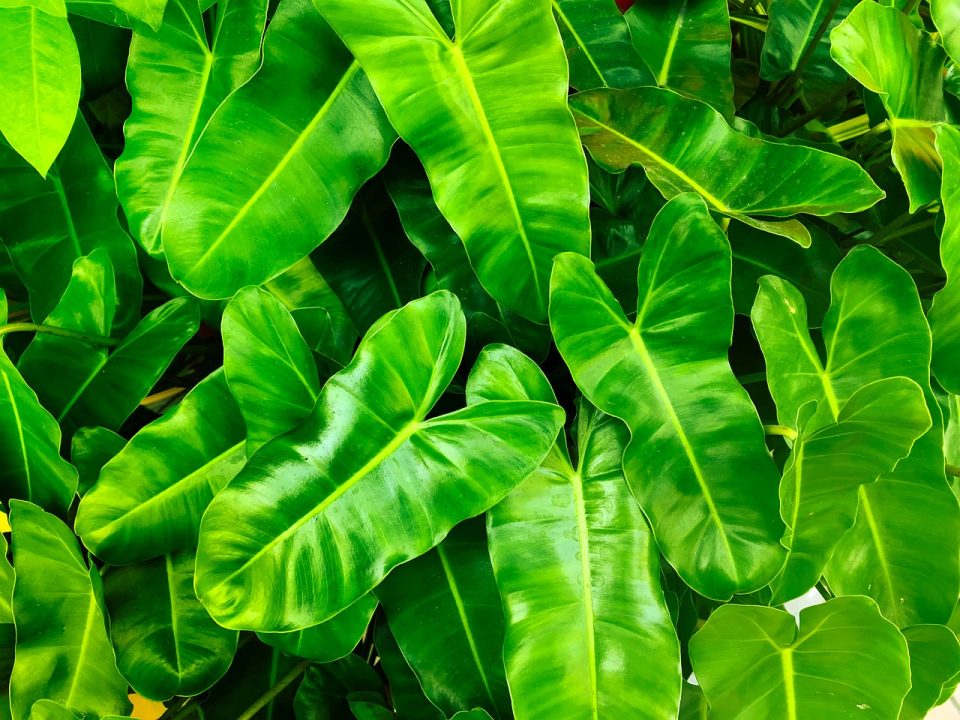 Blattpflanzen, natürlich, frisch, grün, Umwelt, grüne Natur, grüne Pflanzen, grünes Blatt