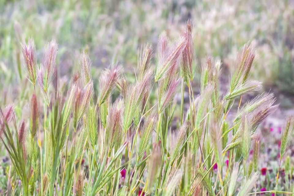 Fuchsschwanzblume, Gerste, Pflanze, Feld, Spitzgras, Wiese, natürliche Vegetation