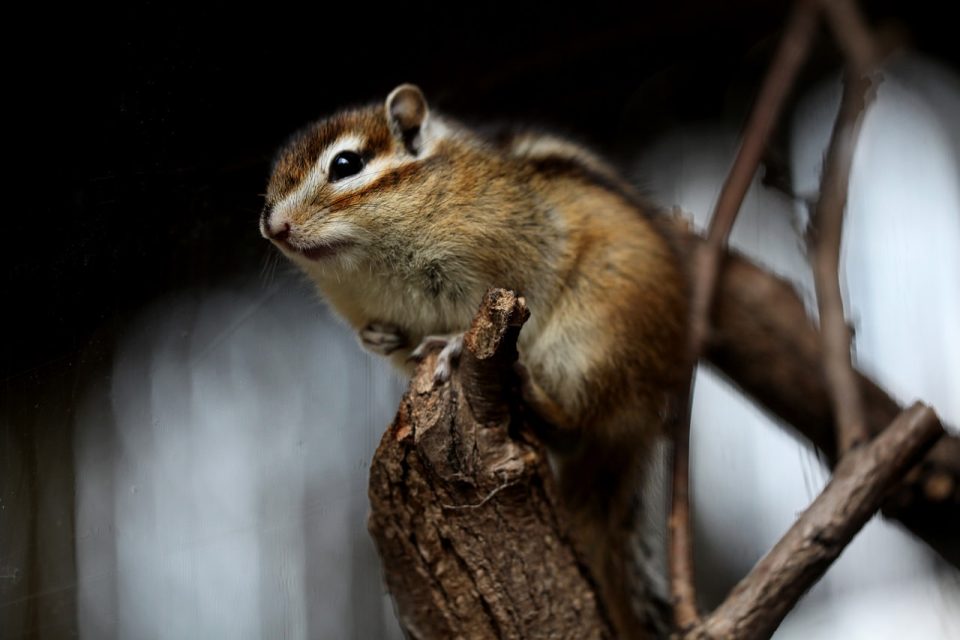 Scoiattolo Roditore Animale Natura Selvaggio