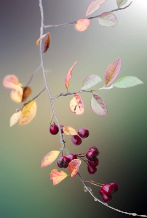 Églantier Des Fruits Direction Générale De La