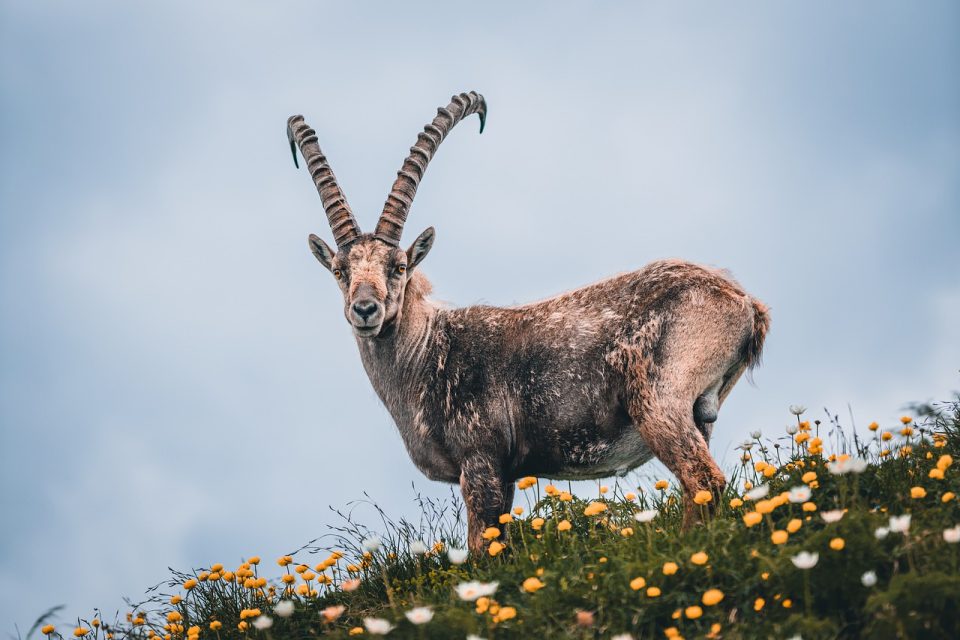 Capricorn Animal Alpine Horn Nature Wild Animal