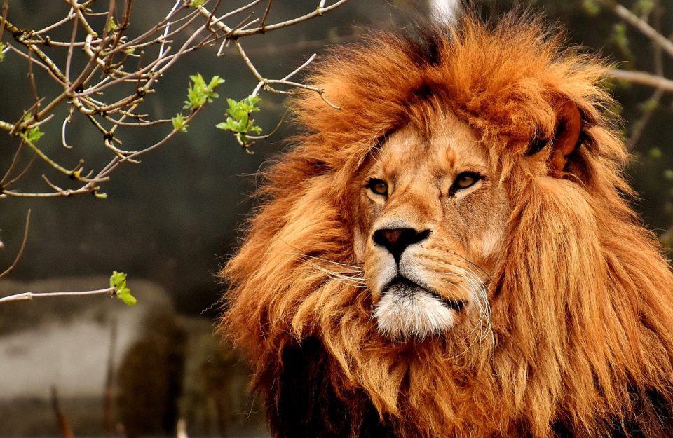 Leeuw Dier Zoogdier Roofdier Manen Dierentuin