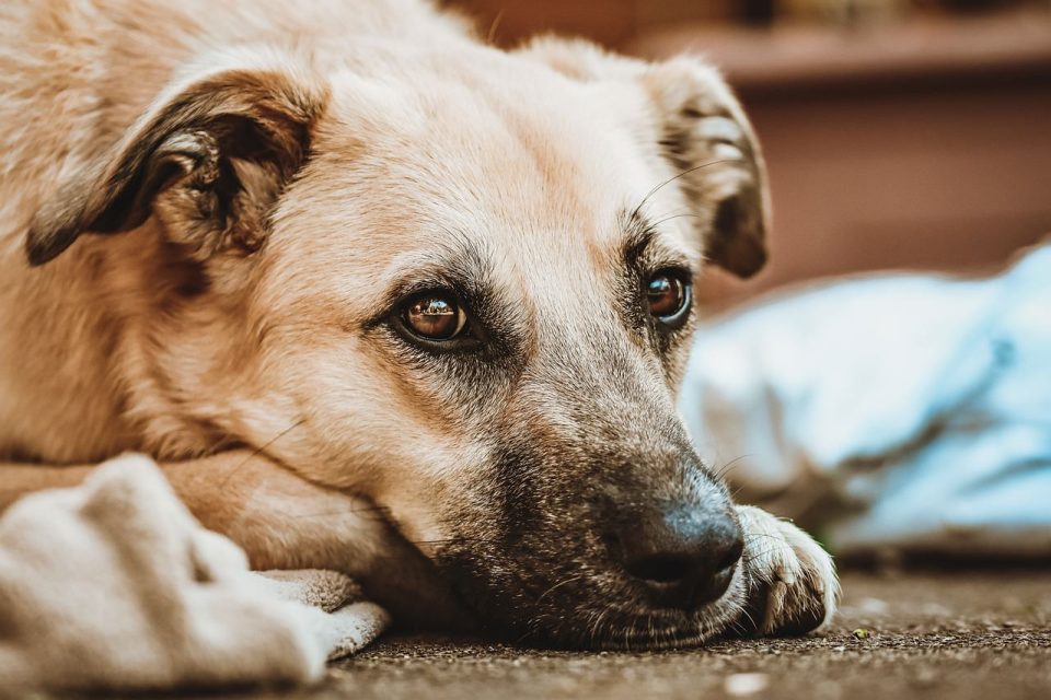 Hund, Tier, Säugetierart, Haustier, Haustiere