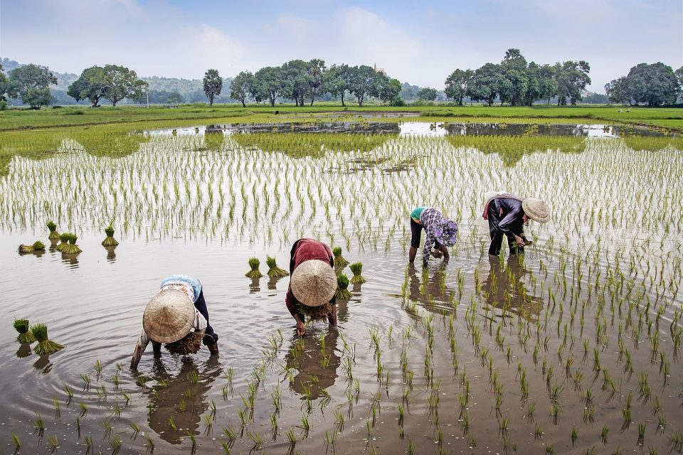 Sur Le Terrain Fermier Rural L'eau Vietnam Paysage