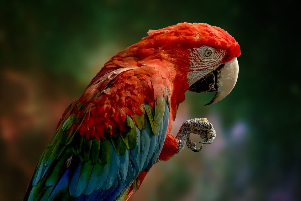 Loro Pájaro Plumas Plumaje Vistoso Pico Garra