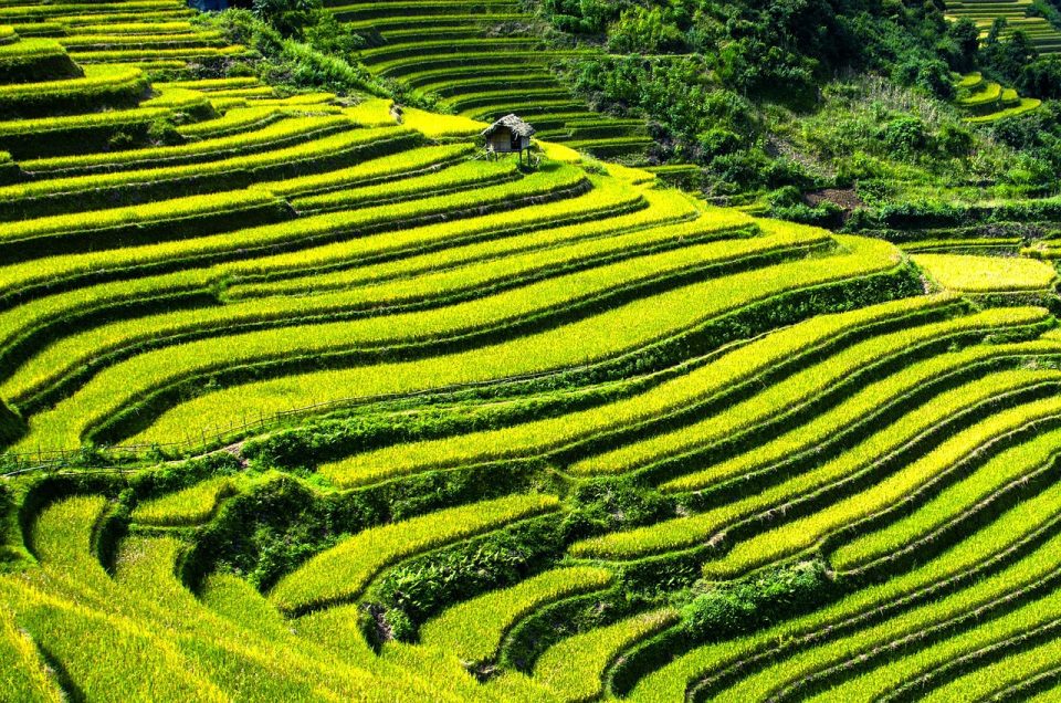 Risterrasser Risfält Terrasserade Fält Mu Cang Chai