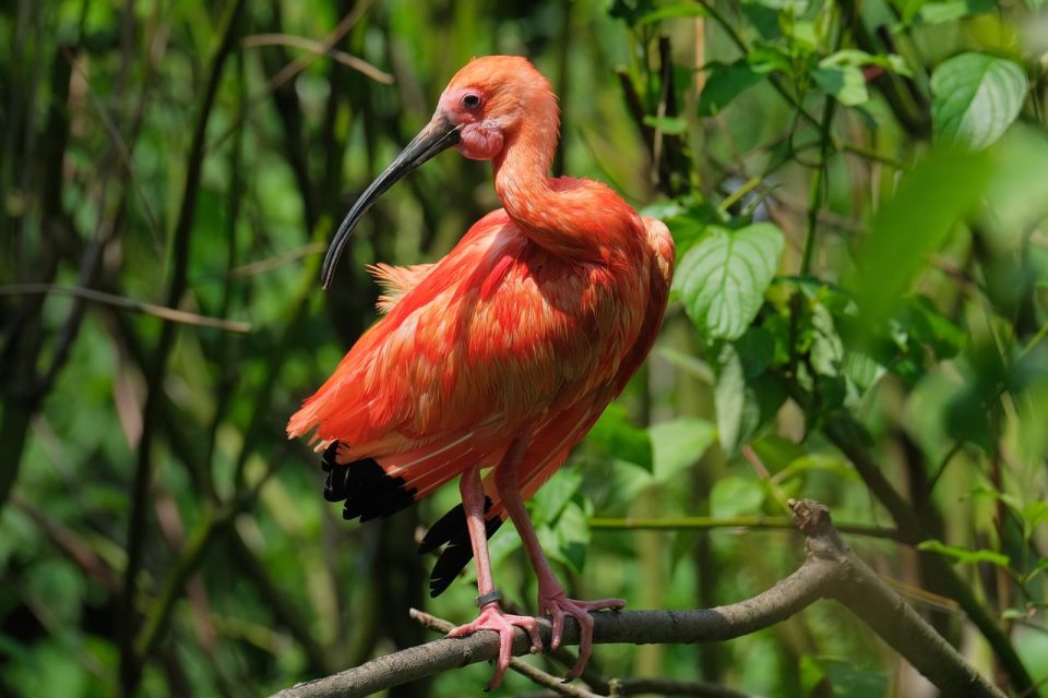 ja ibis, tsuntsu, ibis, dabba, namun daji, gashin tsuntsu, reshe, zaune, yanayi, birding