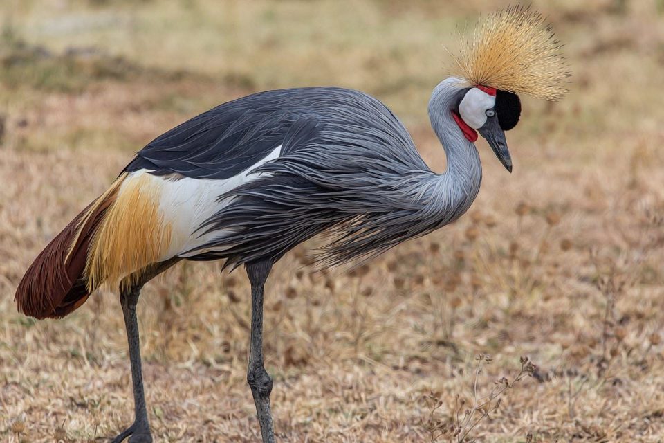 Grauer Kronenkranich Balearica Regulorum Tansania