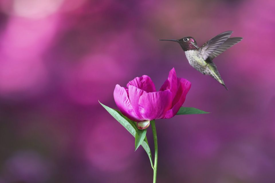 hummingbird, eye, dide, ododo, eranko, iyẹ, ofurufu, awọn iyẹ, aye eranko, iseda