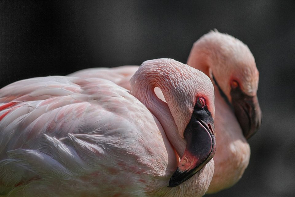 Flamenco Flamencos Rosado Aves Pájaro Tropical