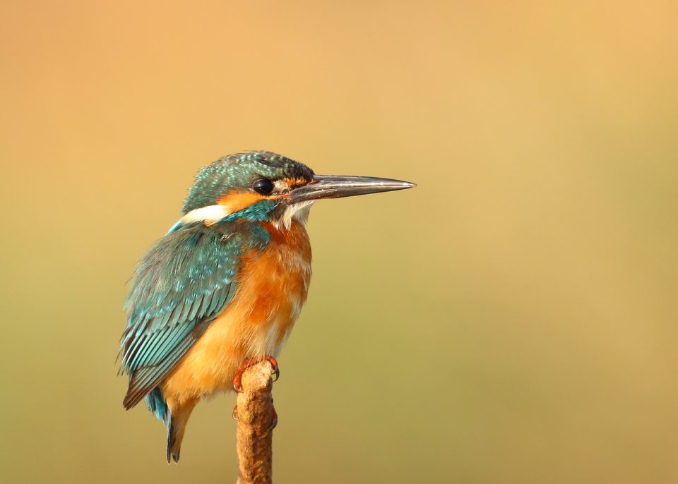 Eisvogelvogel, schöne Vogelbilder, Vogel, Schnabelgefieder, Naturlandschaft, gehockter Vogel