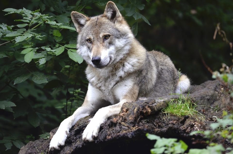 狼 犬类 森林 捕食者 荒野 野生动物 动物世界 户外 动物 肖像 自然 树木