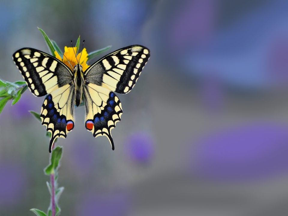 Insekt Schmetterling Entomologie Spezies Flügel