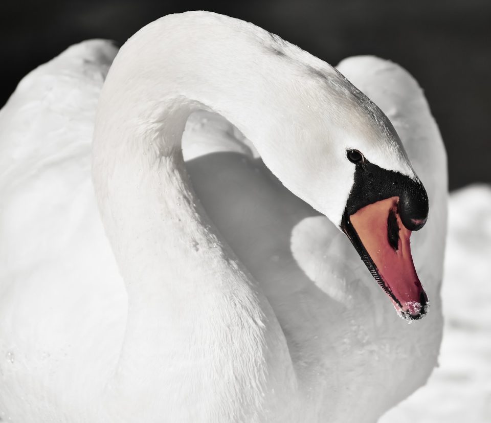 Gans Ornithologie, Gänsearten, Gänseschnabel, Schnabel, Weiße Gans