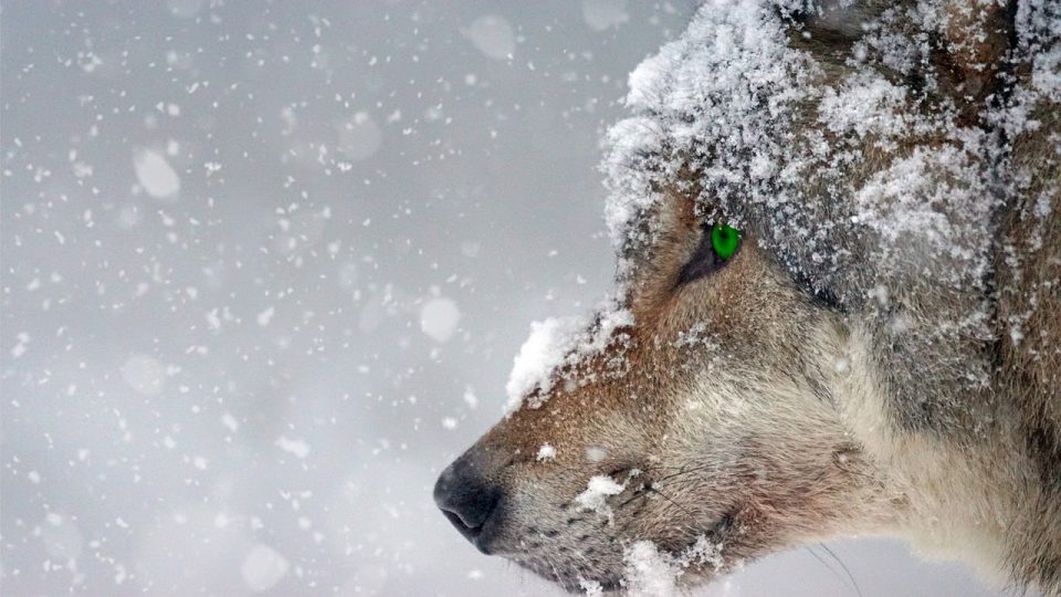 Wolf Winter Sneeuw Roofdier Vorst