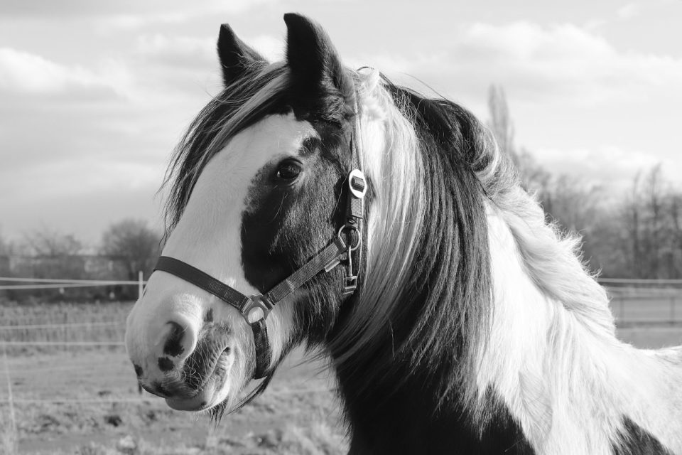 Pferd, Tier, Pferdekopf, Mähne, Weide
