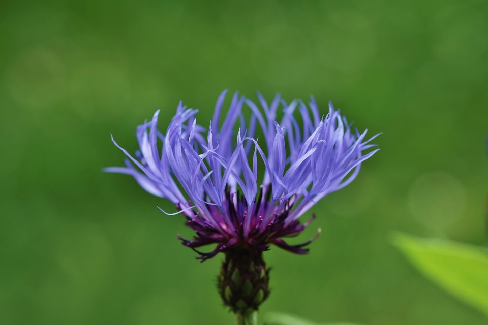 cornflower, fjura, petali, fjur, fjur, natura, weraq, pjanta, fjura selvaġġa, botanika,