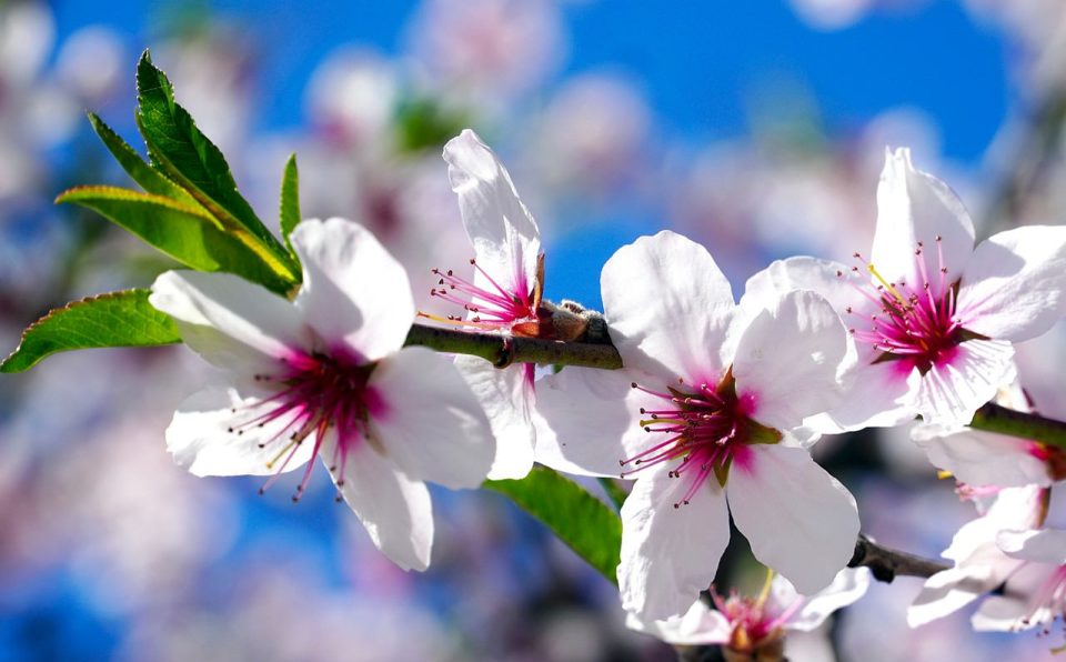 Blumenfotos, Blumen, Botanik, Natur, Pflanze, Blütenblätter, Mandelbaum, Mandelblüte, Blätter, Frühling