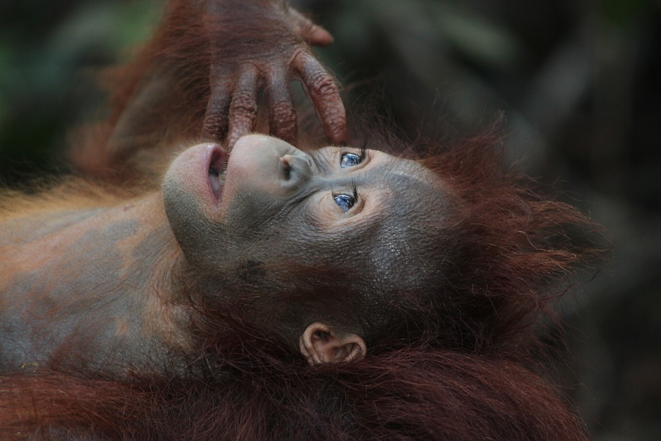 What were the functional roles of hair in early human evolution?