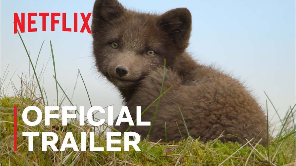 Wild Babies | Watch Full Movie