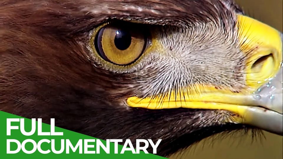 The Golden Eagle: King of the Mountains | Free Documentary Nature - Watch Documentary