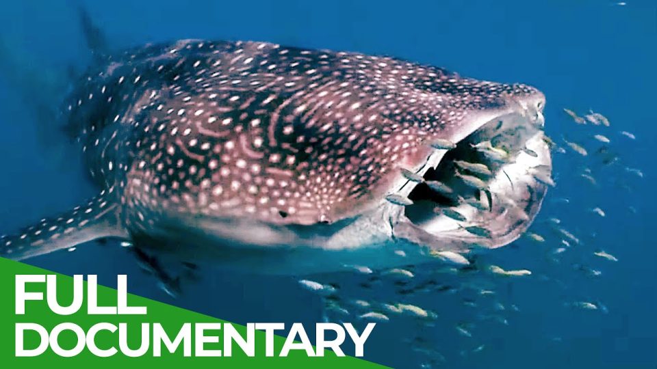 Whale Sharks: Gentle Giants | Blue Realm | Watch Full Documentary