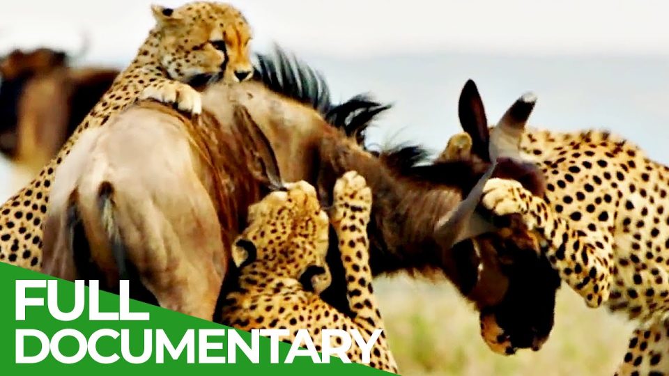 Cheetahs: Fastest Hunters in Africa | Free Documentary Nature - Watch Full Documentary
