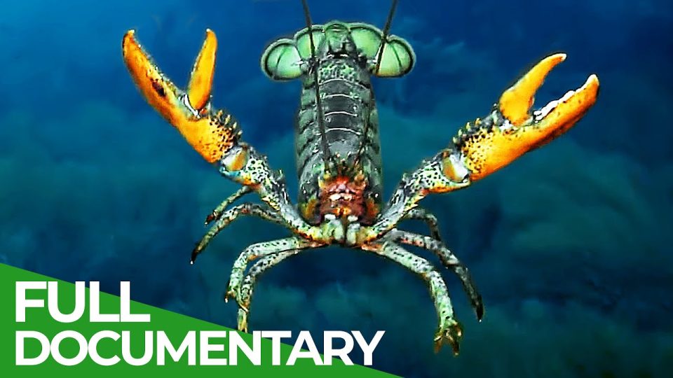 Lobsters - Noble Knights of the Ocean | Free Documentary Nature - Watch Full Documentary